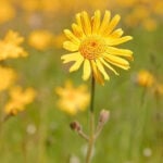 Arnica creme